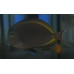 Goldrim surgeonfish