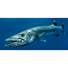 Great barracuda