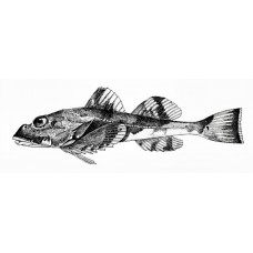 Great sculpin
