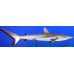 Grey reef shark