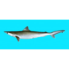 Grey sharpnose shark