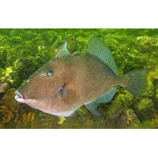 Grey triggerfish