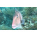 Grey triggerfish