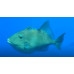 Grey triggerfish