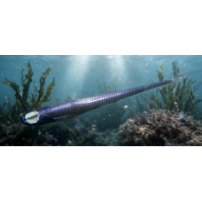 Grideye fish
