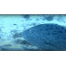 Grouper, Yellowfin