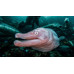 Gulper eel