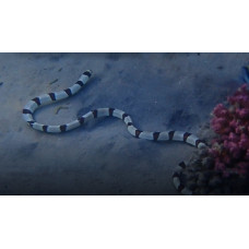 Harlequin snake eel