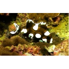 Harlequin sweetlips