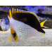 Hawaiian butterflyfish