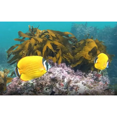 Hong Kong butterflyfish