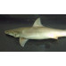 Hooktooth shark