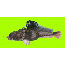 Hopbeard plunderfish