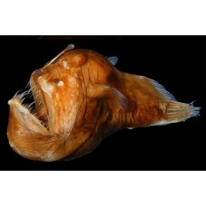 Humpback anglerfish