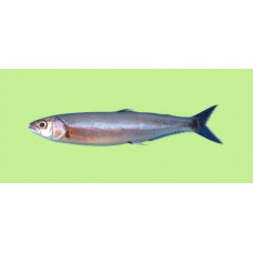 Indian anchovy