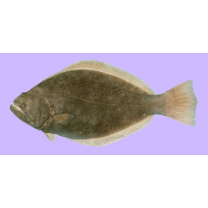 Indian halibut