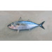 Indian mackerel