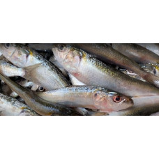 Indian oil sardine