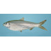 Indian oil sardine