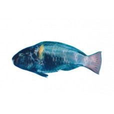 Indian parrotfish