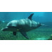 Indo-Pacific bottlenose dolphin