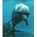 Indo-Pacific bottlenose dolphin