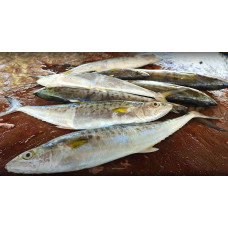 Indo-Pacific king mackerel