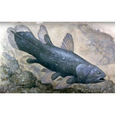 Indonesian coelacanth