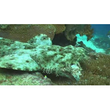 Indonesian wobbegong