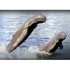 Irrawaddy dolphin