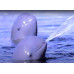 Irrawaddy dolphin