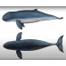 Irrawaddy dolphin