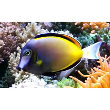 Japan surgeonfish