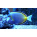 Japan surgeonfish