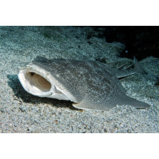 Japanese angelshark