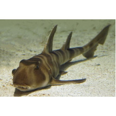 Japanese bullhead shark