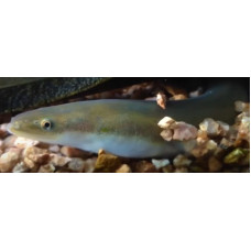 Japanese eel