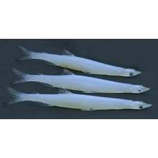 Japanese icefish Japanese icefish