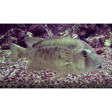 Japanese large-eye bream