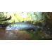 Japanese pilchard Japanese pilchard
