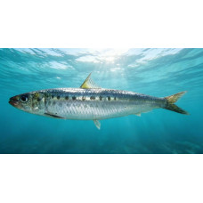 Japanese pilchard Japanese pilchard