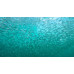Japanese pilchard Japanese pilchard