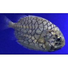 Japanese pineapplefish