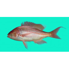 Japanese threadfin bream