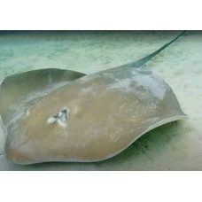 Jenkins' whipray