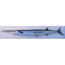 Keel-jawed needlefish