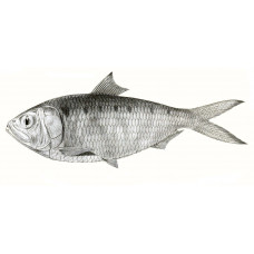 Kelee shad, fivespot herring, razorbelly, hilsa kelee