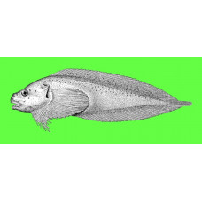 Kelp snailfish