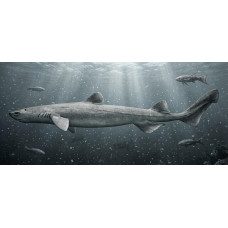 Kitefin shark