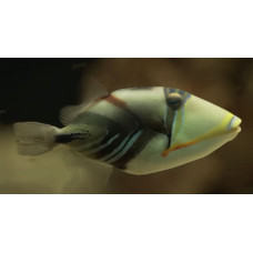 Lagoon triggerfish